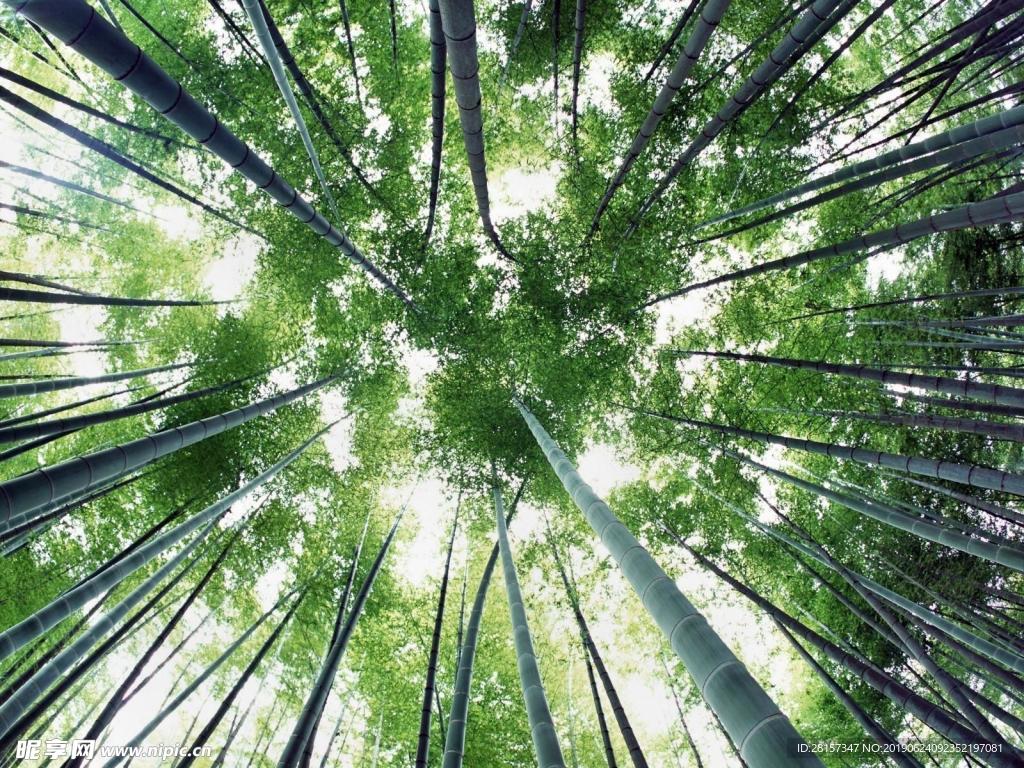 竹林