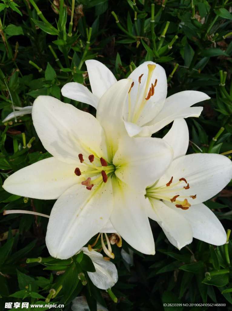 百合花