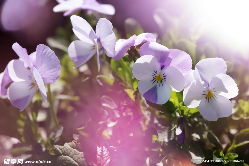 花