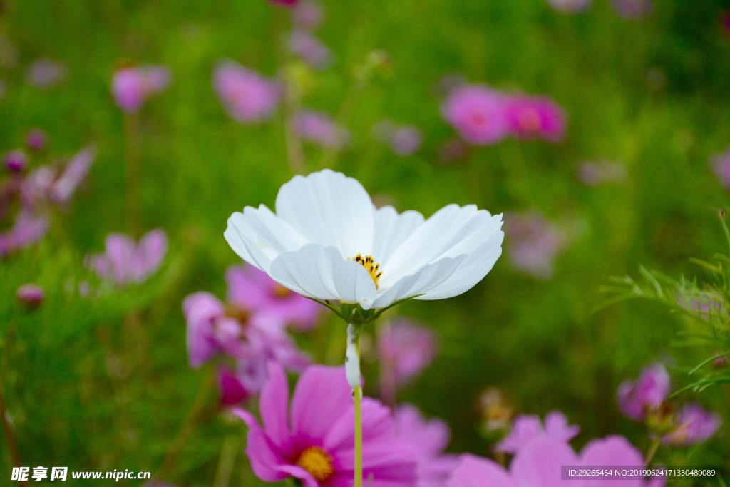 花