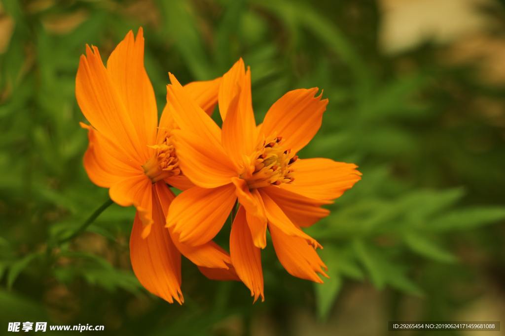 花
