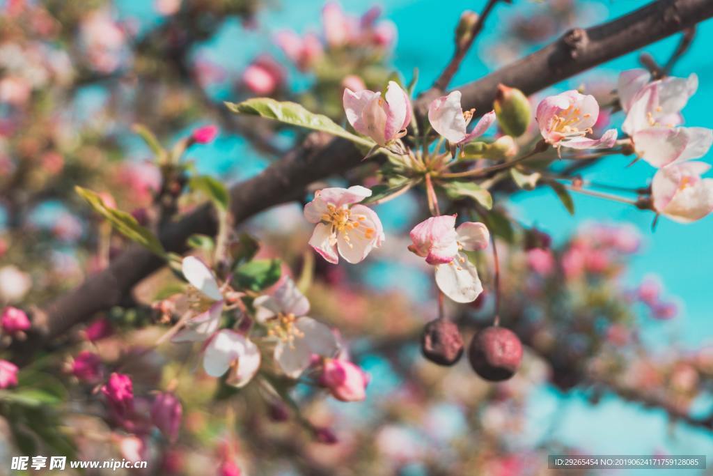 花鸟