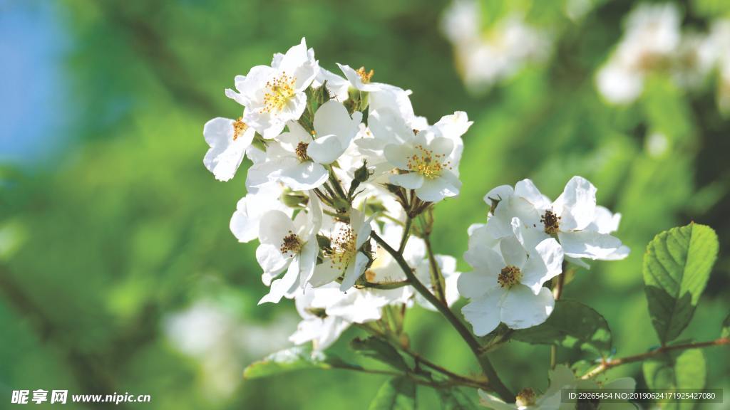 花