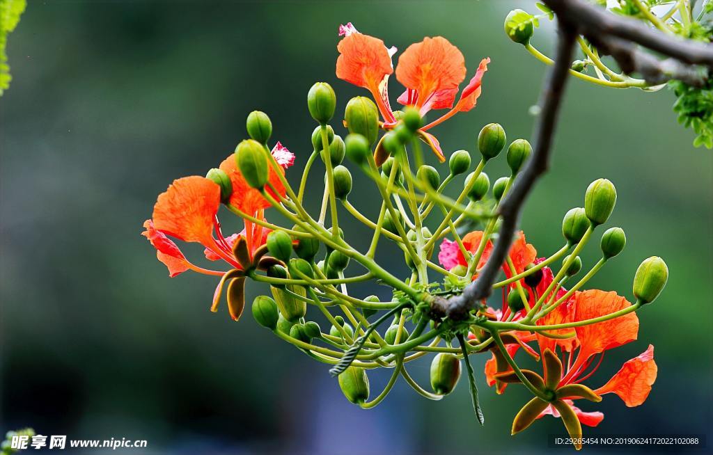 花