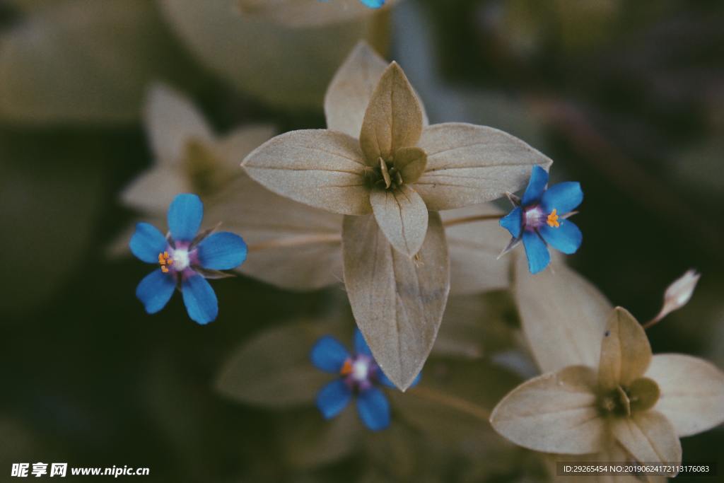 花