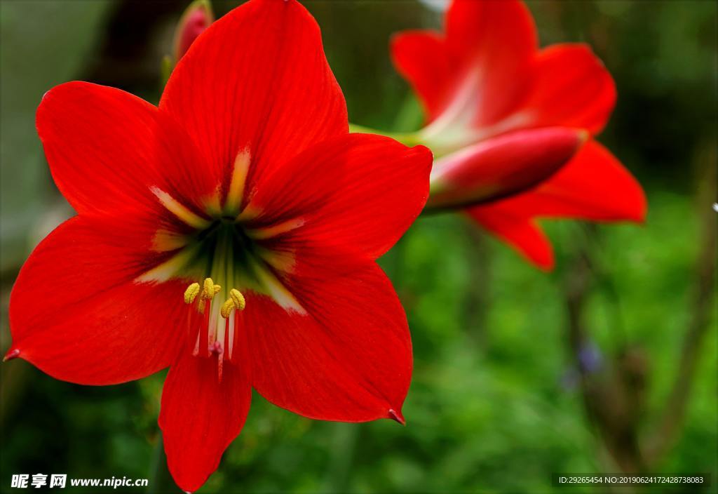 花