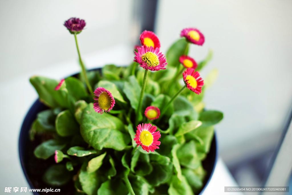 花