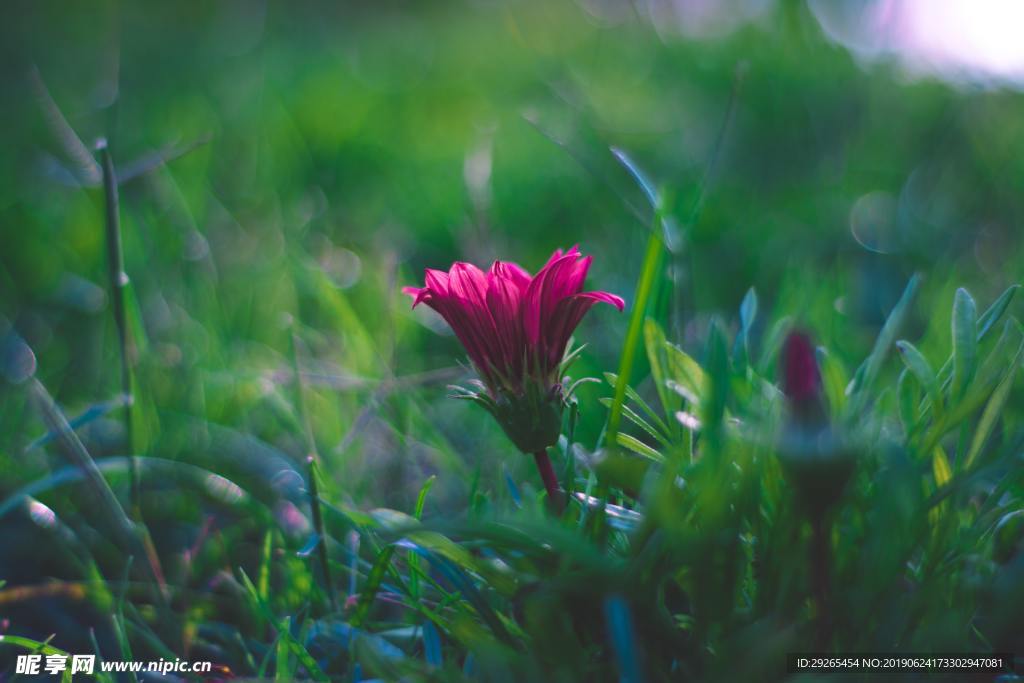 花
