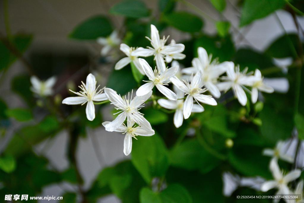 花