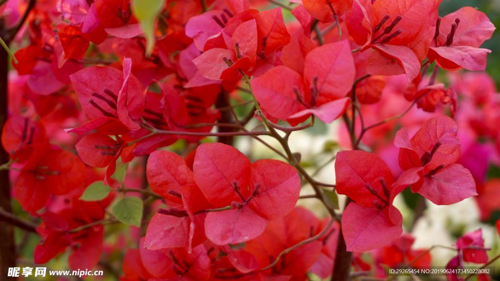 花