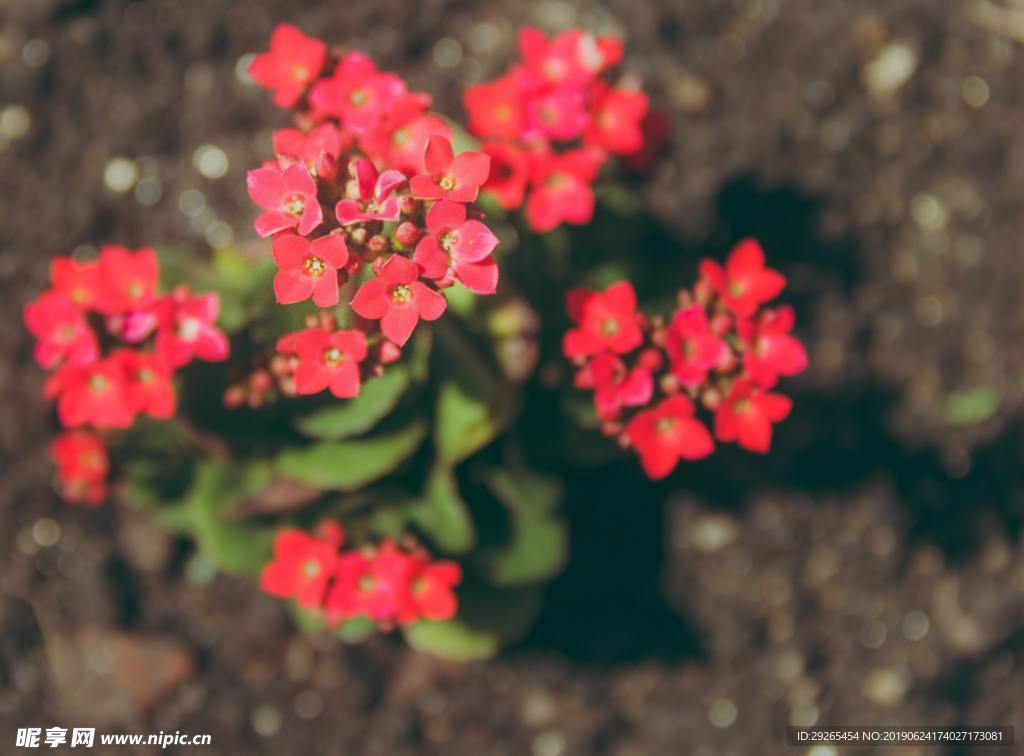 花