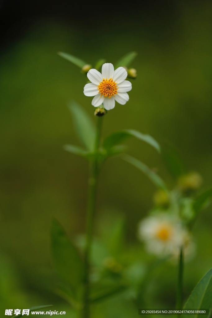 花