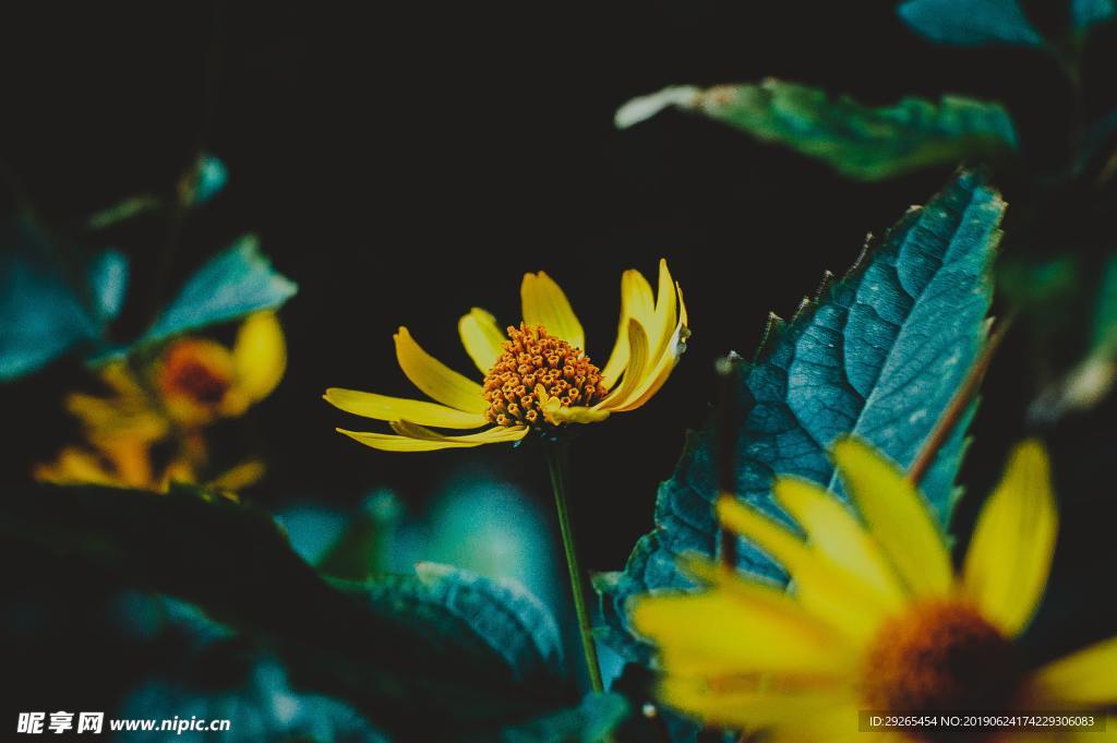 花