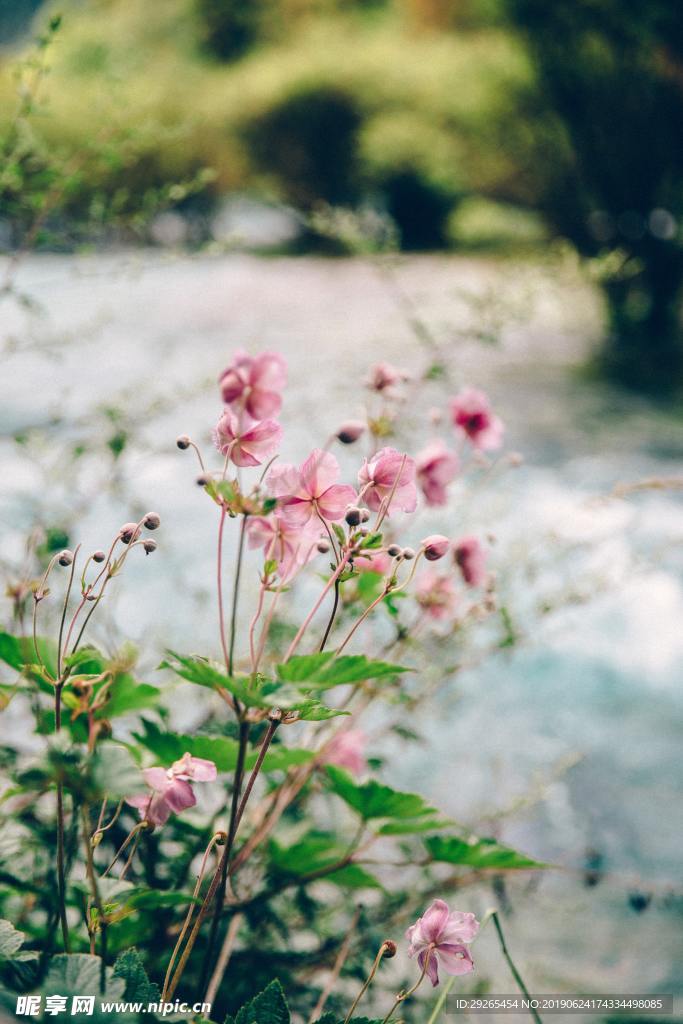 花