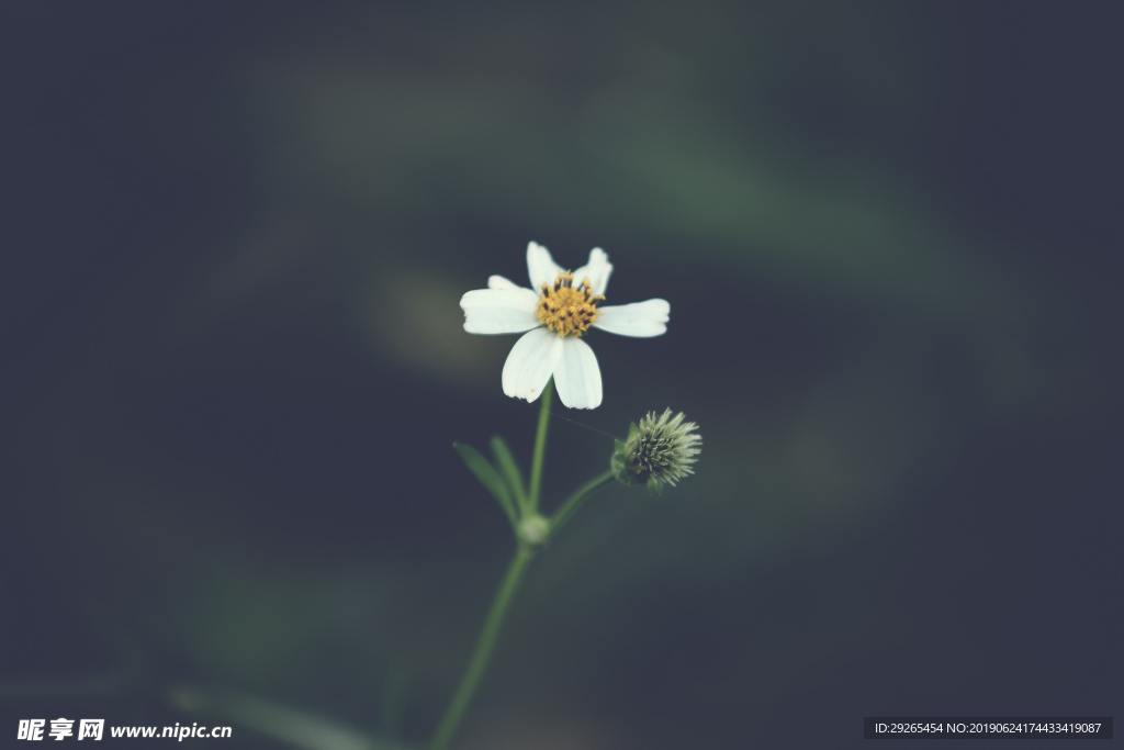 花