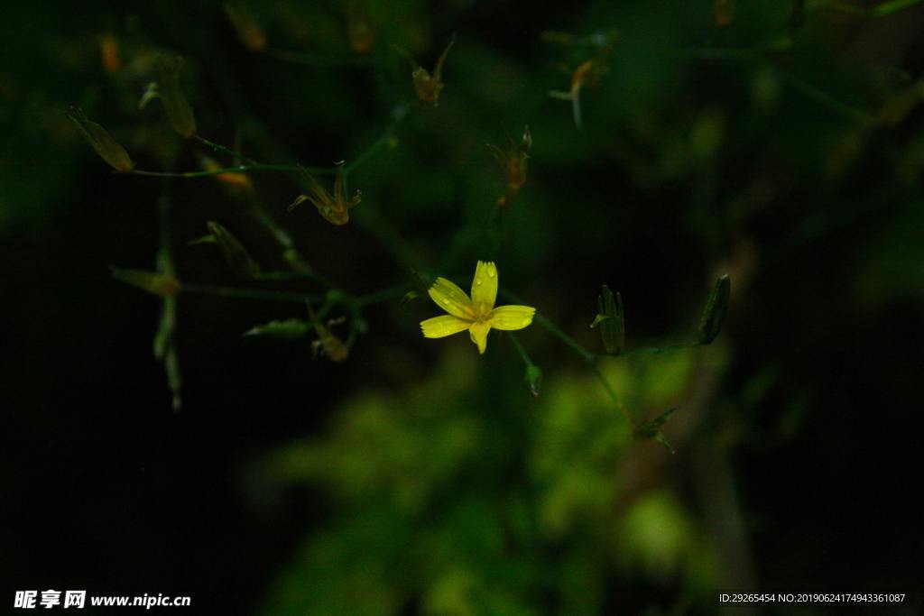 花