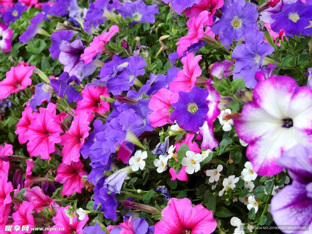 花