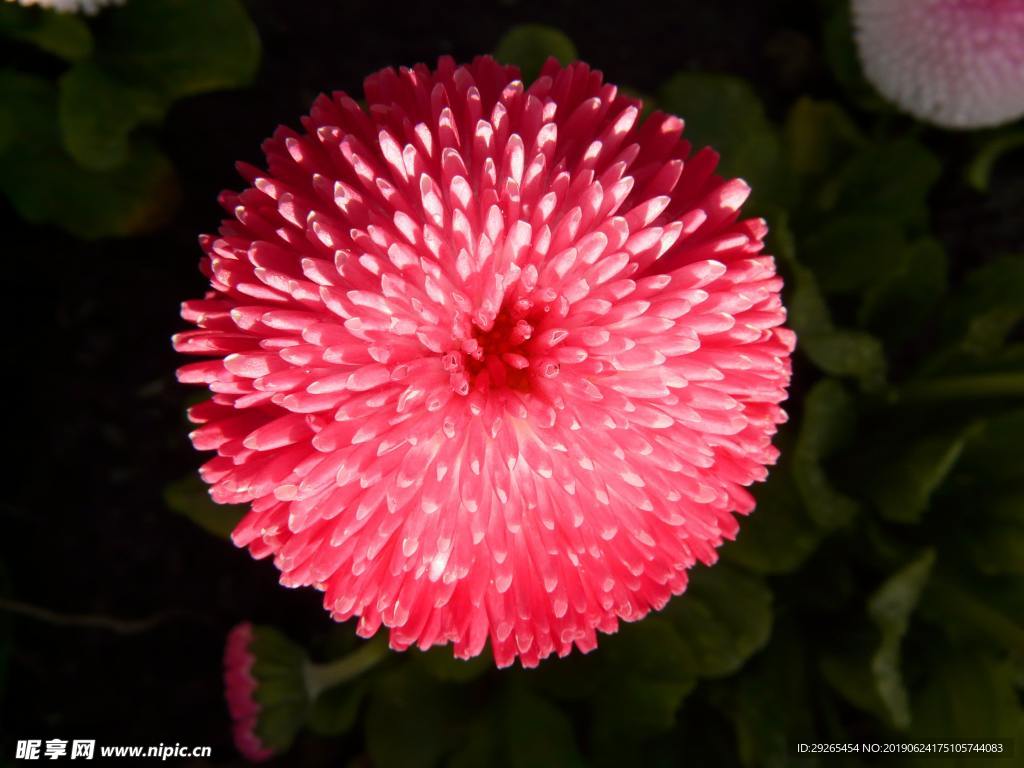 花