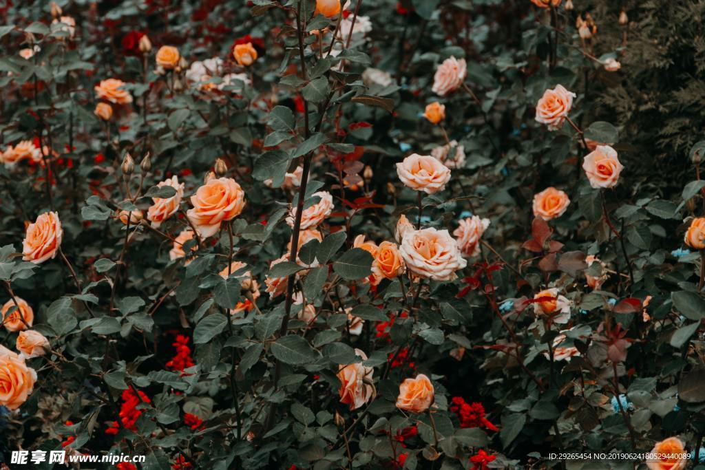 花