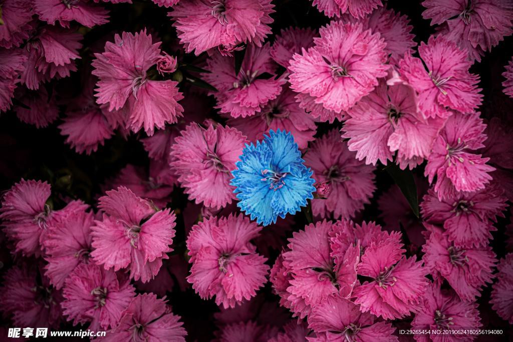 花