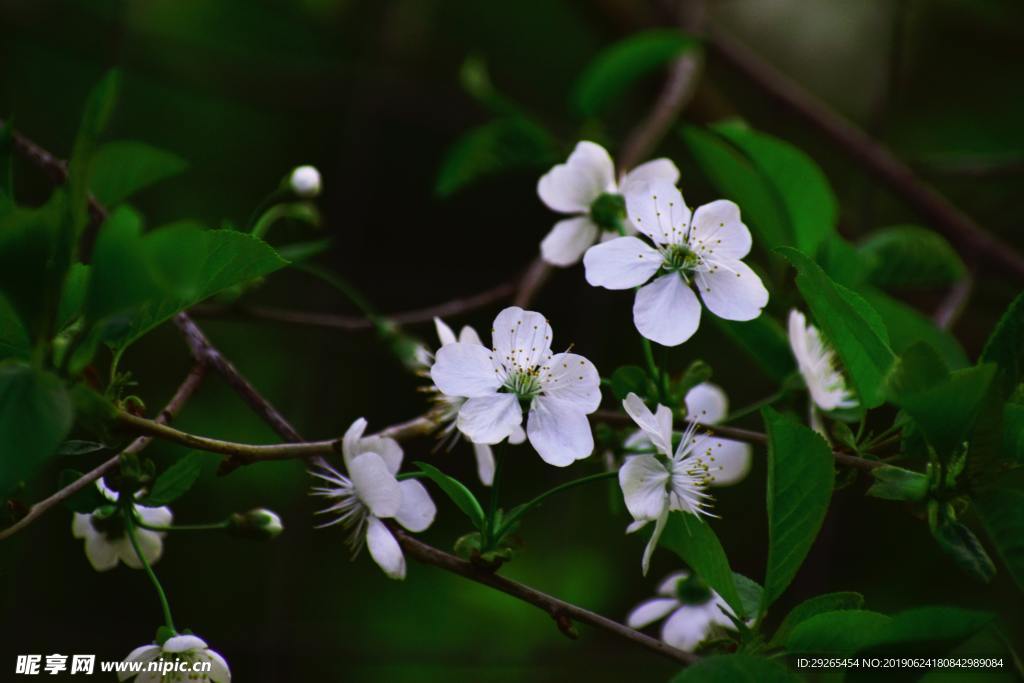 花