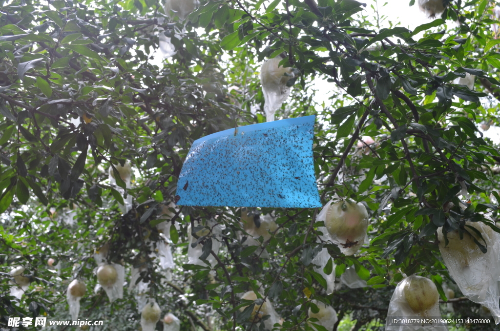 石榴