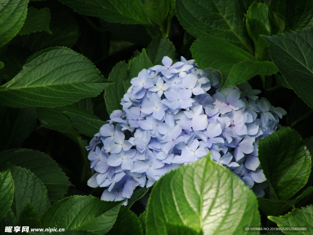 紫阳花