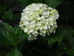 白色紫阳花