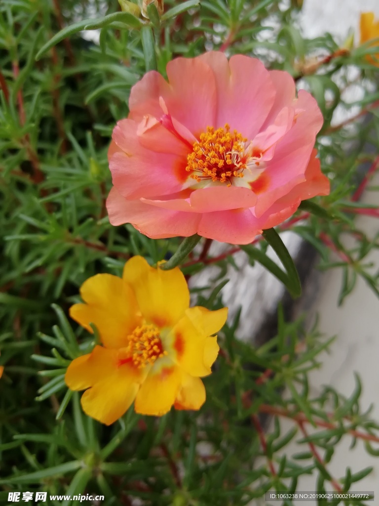 太阳花