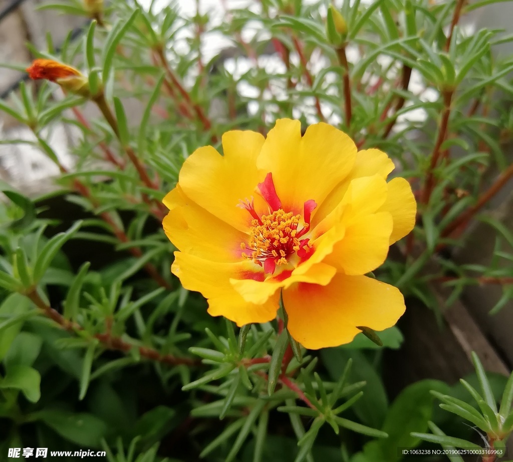 太阳花
