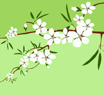 小白花