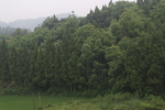 树林