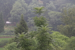 大树
