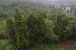 森林