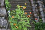 野菊花