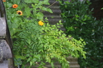 野草野花