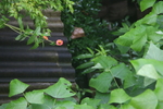 房顶一枝花