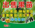 出售果苗