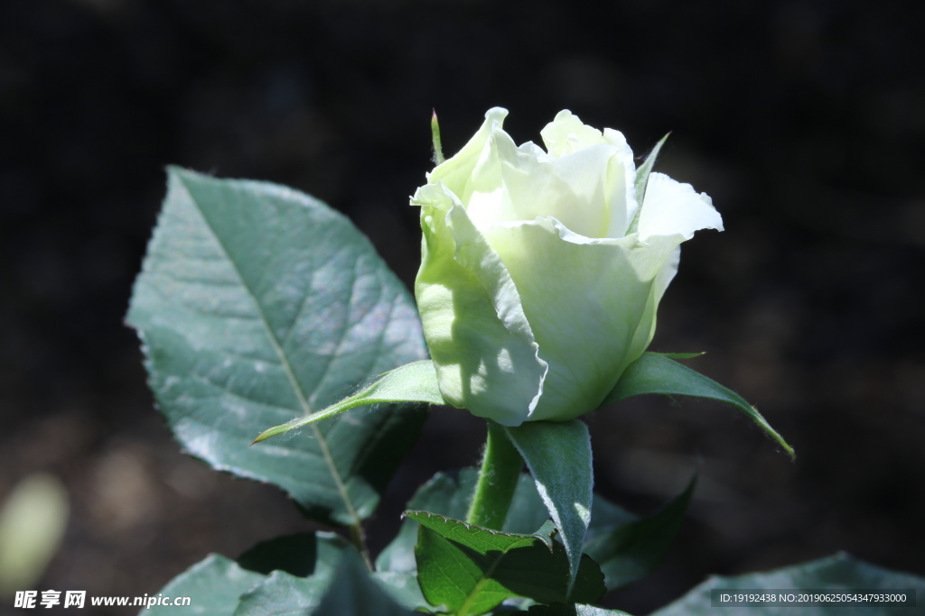 月季花
