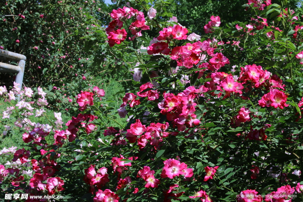 月季花