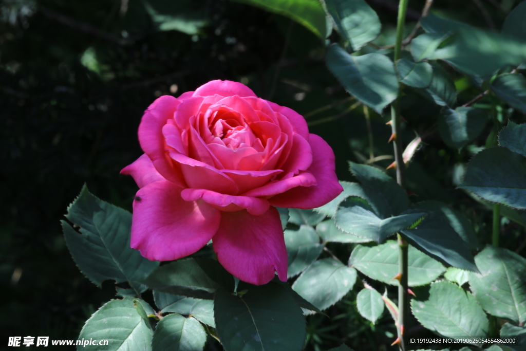 月季花