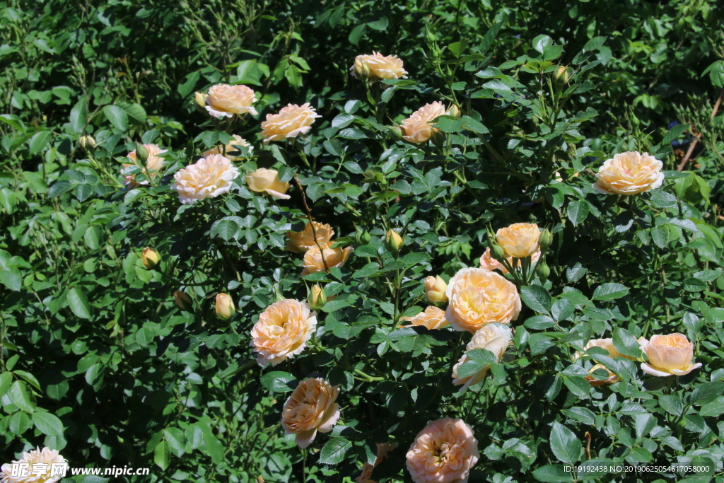 月季花