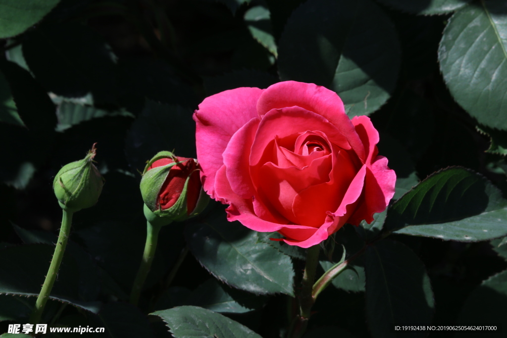 月季花