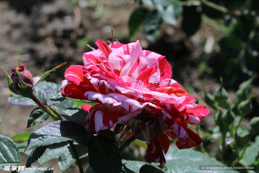 月季花