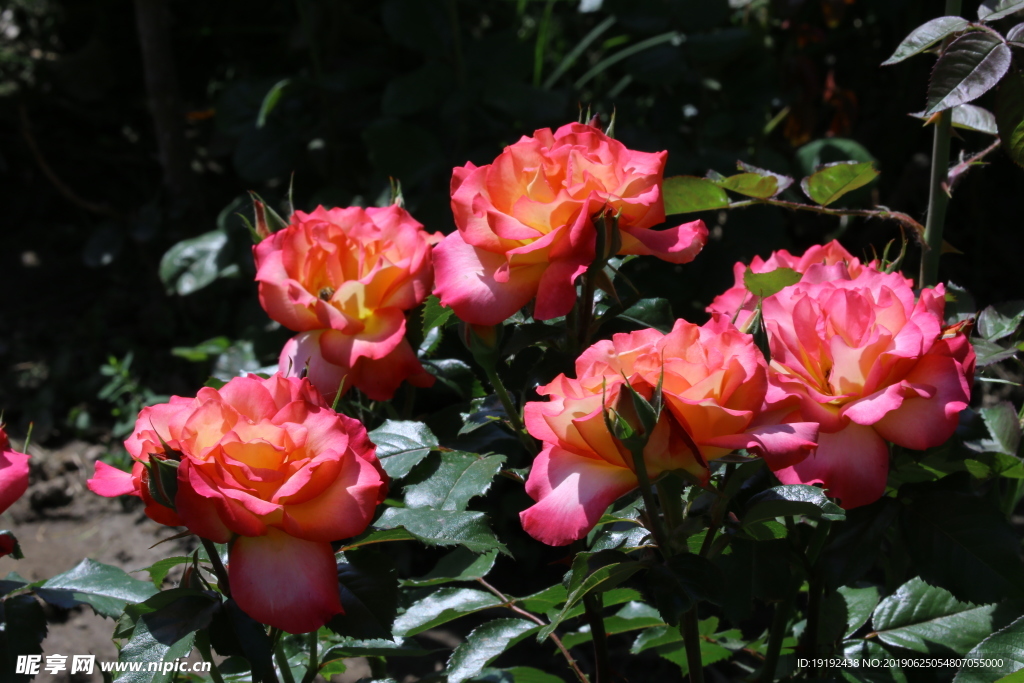 月季花