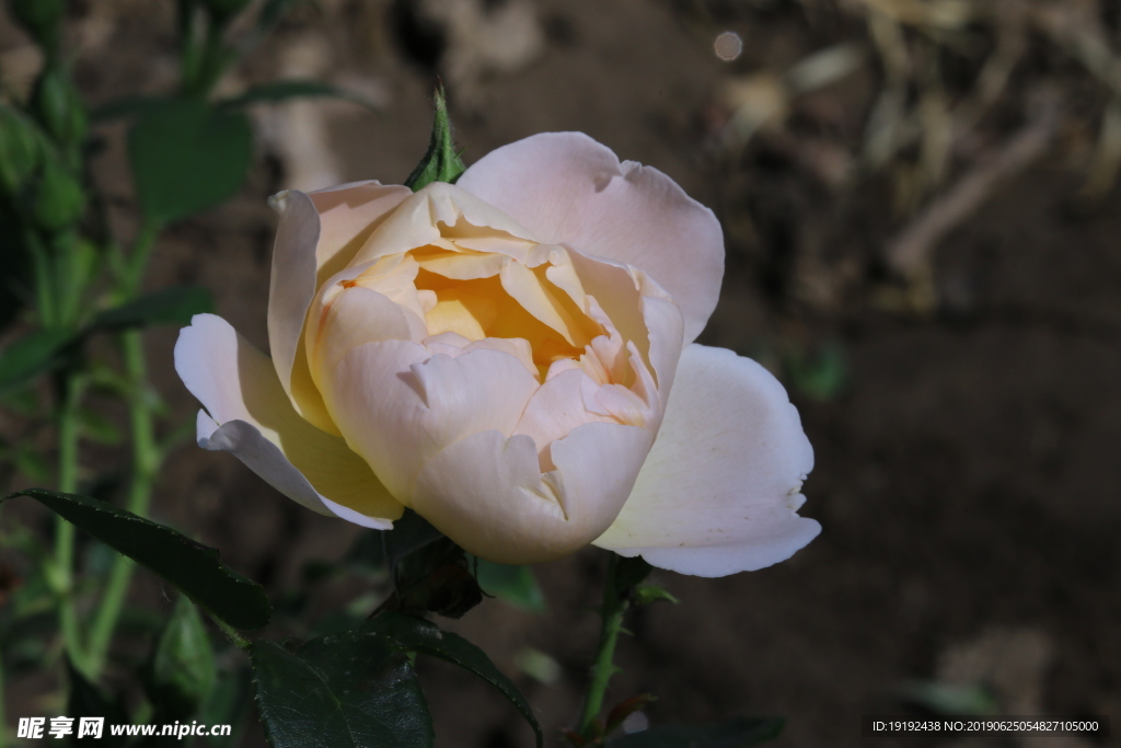 月季花