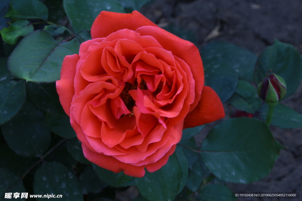 月季花