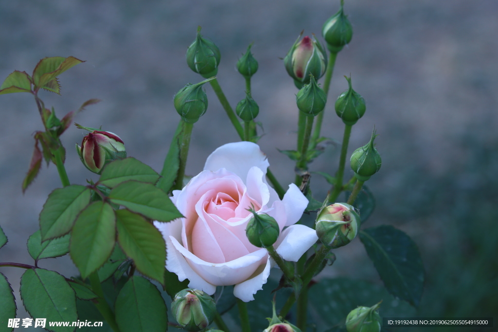 月季花