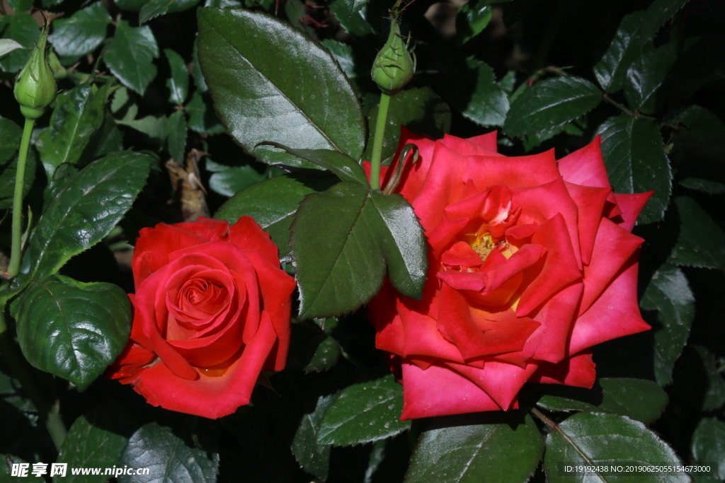 月季花