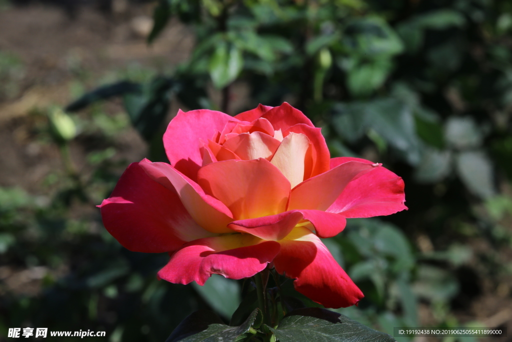 月季花